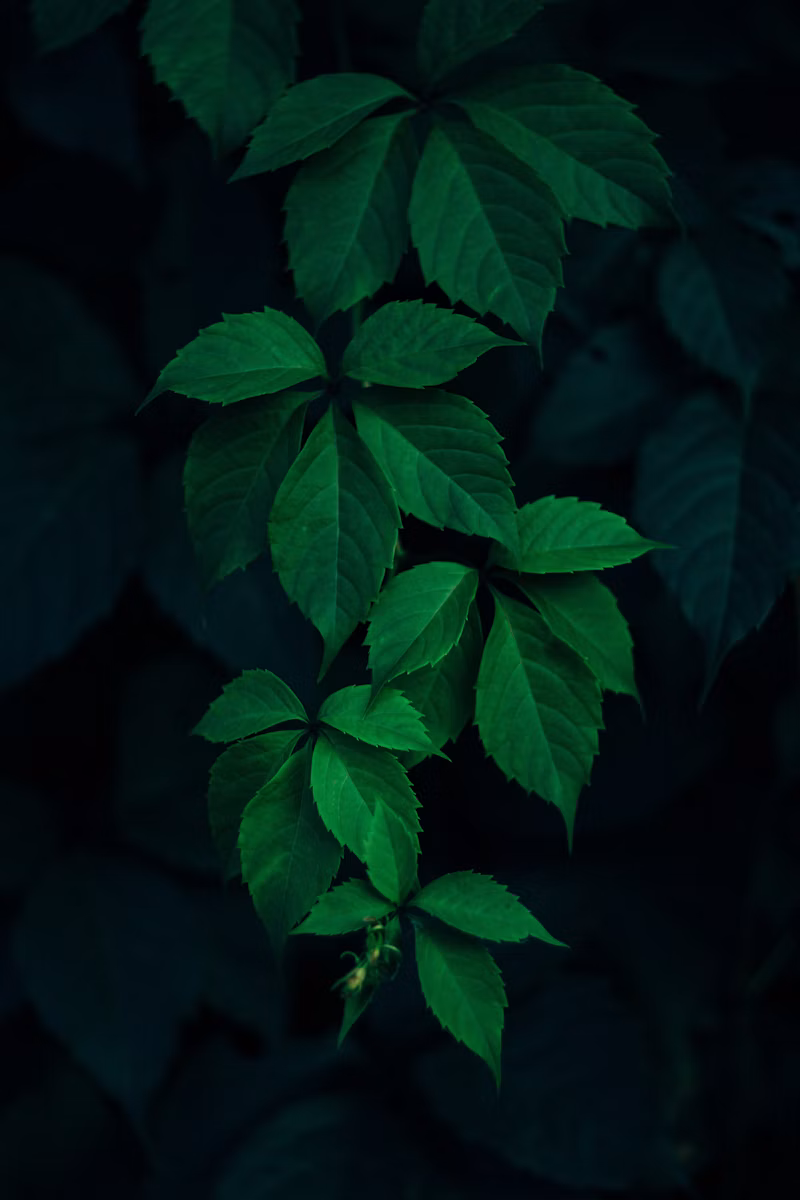 Botanical Flowers